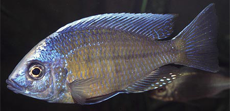 COPADICHROMIS BOADZULU